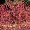 Isanti Dogwood #5 - Image 2